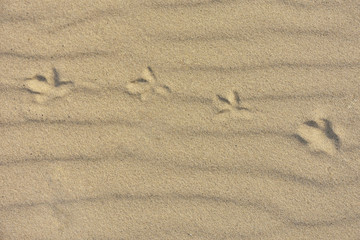 Traces of a seagull with selective focus on yellow sand background. Summer background with textured sand surface with seagull trace. Vacation concept. sand  and seagull traces on backdrop 