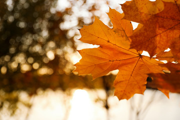 Tree branch with sunlit golden leaves in park, closeup. Autumn season