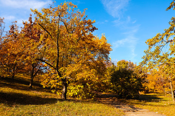 Beautiful trees with bright leaves in park. Autumn season