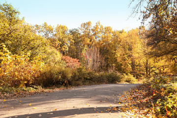 Fototapeta premium Beautiful trees with bright leaves in park. Autumn season