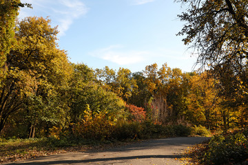 Naklejka premium Beautiful trees with bright leaves in park. Autumn season