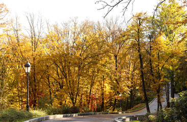 Beautiful trees with colorful leaves in autumn park