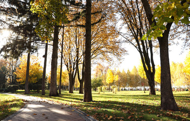 Beautiful trees with colorful leaves in autumn park