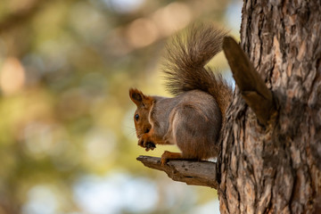 Wild chickadee eating sunflower seeds