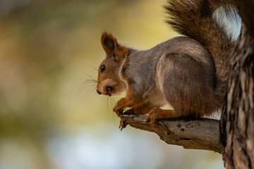 Wild chickadee eating sunflower seeds