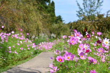 Obraz premium Cosmos flowers in a field garden. Selective focus view of flowers. Autumn flowers. Walkway view.