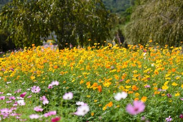 Cosmos flowers in a field garden. Selective focus view of flowers. Autumn flowers. Walkway view.