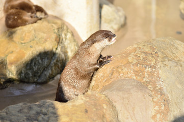 カワウソ