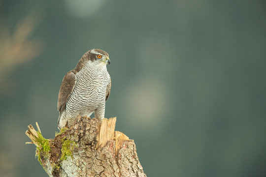 Habicht in den Alpen