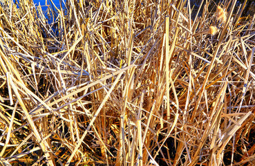 Fototapeta premium Reed field in autumn. Ideal for a cool wallpaper.