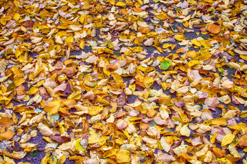 Closeup of autumn leaves on the ground in many colors