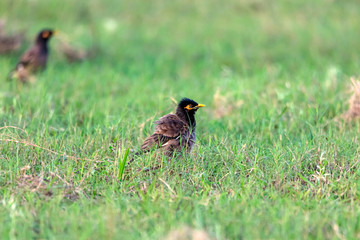 The Common Myna is brown with a black head. It has a yellow bill, legs and bare eye skin.The Common Myna is a member of the starling family and is also known as the Indian Myna or Indian Mynah.