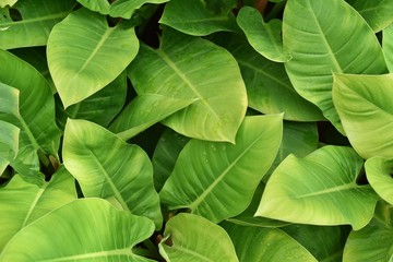 High angle closeup shot of philodendron ‘Imperial Green' leaves.