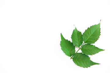 Fototapeta premium green natural poplar tree leaves with veins on a white background