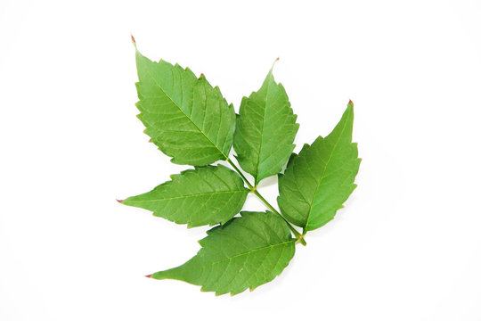 green natural poplar tree leaves with veins on a white background
