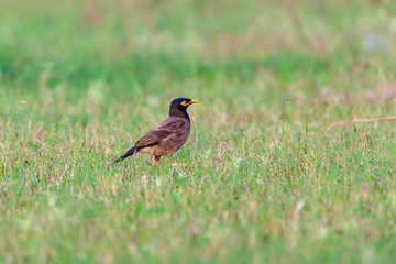 The Common Myna is brown with a black head. It has a yellow bill, legs and bare eye skin.The Common Myna is a member of the starling family and is also known as the Indian Myna or Indian Mynah.