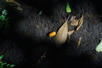 秋の地面に落ちるドングリ1個