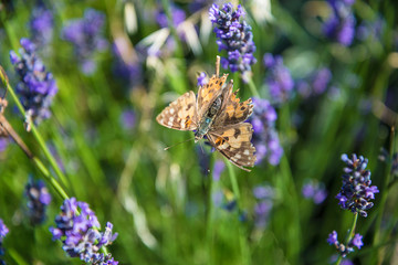 One butterfly on the lavender flowers on sunny day