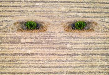 Abstract agriculture composition like earth eyes. Conceptual. Aerial View of harvested Field