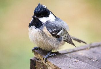 Obraz premium Bird on a branch