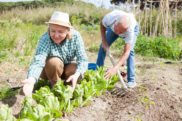 Senior grandparents harvest on the field