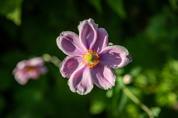 A pink anemone flower in the late summer sunshine, with a shallow depth of field