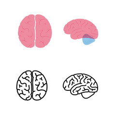 Vector illustration of human brain anatomy 