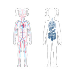 internal organs and circulatory system of girl