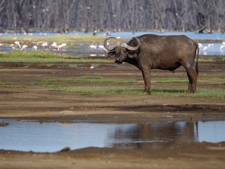 African buffalo or Cape buffalo, Syncerus caffer