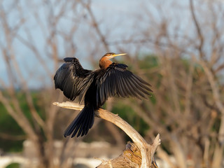 African darter, Anhinga rufa