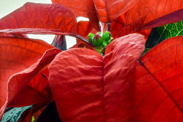 poinsettia