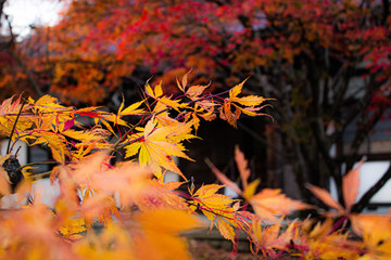 紅葉