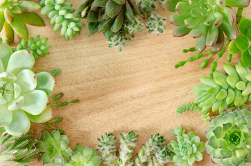Mix types of green echeveria, sedum succulent plants square frame arrangement, wood background
