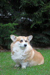 dog portrait fir tree background 