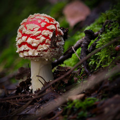 Red toadstool in autumn forest
