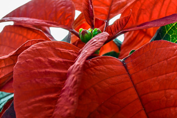 poinsettia