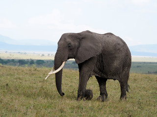 Naklejka na ściany i meble African elephant, Loxodonta africana