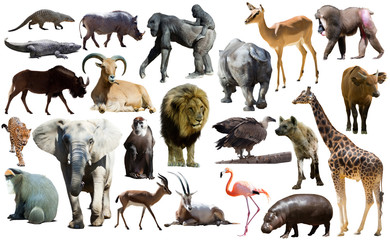 Birds, mammal and other animals of Africa isolated
