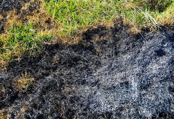 field with ash after vegetation fire