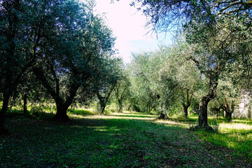 View of olive trees of Italy