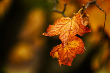 Naklejka na ściany i meble Autumn leaves in color detail