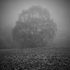Lone tree in foggy weather