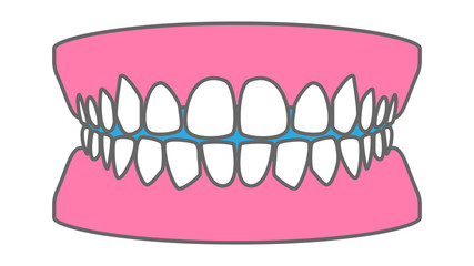 健康な歯、歯並びのリアルイラスト素材