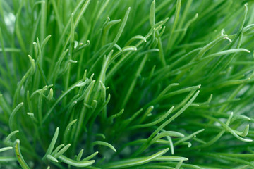 Fototapeta na wymiar grass lawn closeup