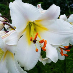 Flower white Lily in the garden