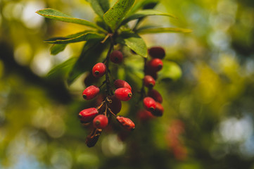 Red berries in the park