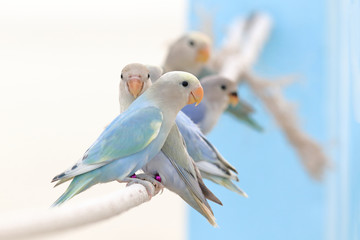 Cute lovebird parrots perched on a railing.