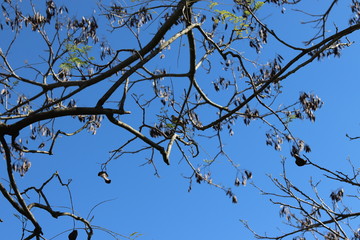 Tree Branches contrasting with the blue sky.