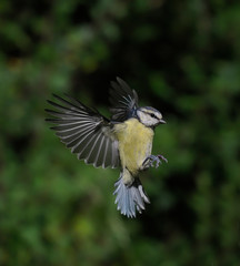 Blue tit, Cyanistes caeruleus,