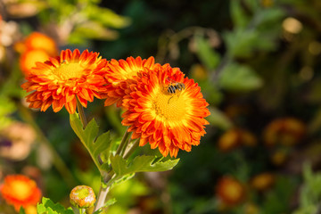 Insect fly Eristalis tenax on yellow-red flower chrysanthemum in the garden. Soft selective focus.